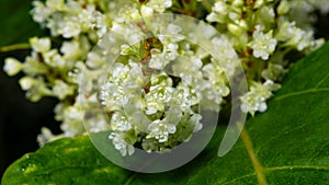 Flowers on Sakhalin knotweed or Reynoutria sachalinensis close-up with bokeh background, selective focus, shallow DOF