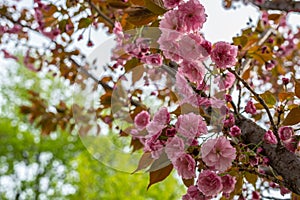 Flowers of Sakura: Amazing Pink japanese Cherry Blossom