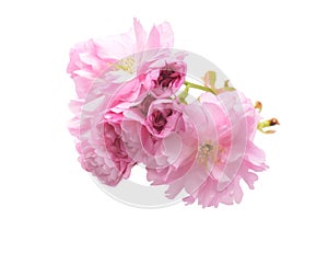 Flowers of sakura blossom closed up isolated on white