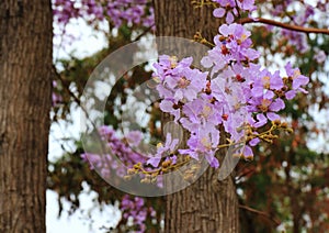 Flowers SalaoBungor,Pride of India or Queen`s flower.