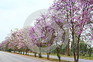 Flowers SalaoBungor,Pride of India or Queen`s flower.