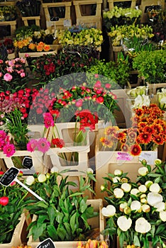 Flowers for sale in Amsterdam