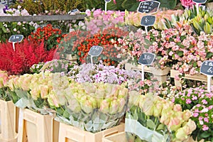 Flowers for sale at a Dutch flower market,