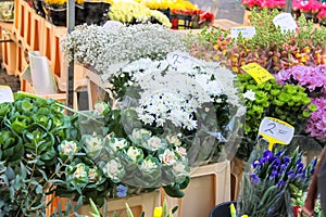 Flowers for sale at a Dutch flower market