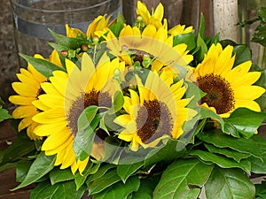 Selling  sunflowers in the city of Salzburg in Austria photo