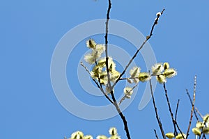 Flowers Salix caprea