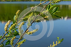 Flowers of Salix viminalis in sunny day. Blossom of the basket willow in the spring. Bright common osier or osier. Female