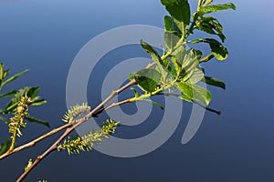 Flowers of Salix viminalis in sunny day. Blossom of the basket willow in the spring. Bright common osier or osier. Female