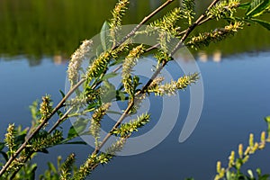 Flowers of Salix viminalis in sunny day. Blossom of the basket willow in the spring. Bright common osier or osier. Female