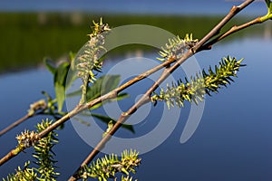 Flowers of Salix viminalis in sunny day. Blossom of the basket willow in the spring. Bright common osier or osier. Female