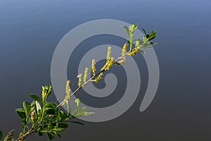 Flowers of Salix viminalis in sunny day. Blossom of the basket willow in the spring. Bright common osier or osier. Female