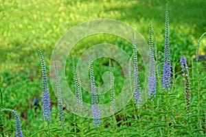 Flowers of Salvia japonica