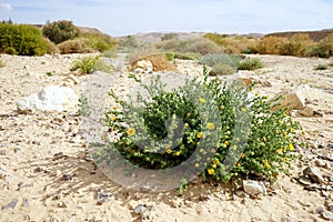 Flowers on the sand