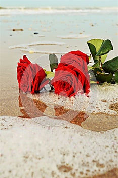 Flowers on the sand