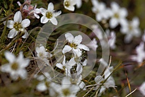 Flowers of the sandwort Minuartia rupestris