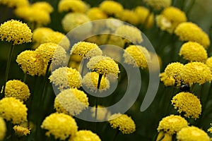 Flowers of Santolina rosmarinifolia