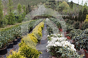 Flowers and saplings