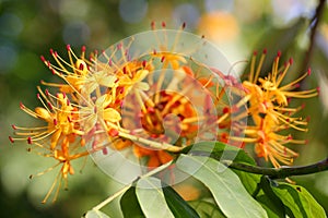 The flowers of Saraca dives Pierre tree(worry free tree)