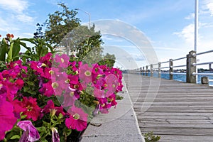 Flowers by the Sault Ste. Marie Boardwalk