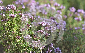 flowers of a savory plant blooming in a garden