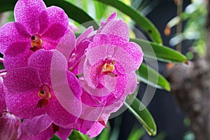 Flowers scene of Blooming Pink Orchid Flowers in the Gardens - Thailand Flowers , Floral backdrop and beautiful detail