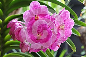 Flowers scene of Blooming Pink Orchid Flowers in the Gardens - Thailand Flowers , Floral backdrop and beautiful detail