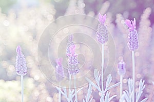 Flowers scene of Fresh bloom Lilac lavanda purple flower in the garden at San francisco  United states - Floral backdrops in the g