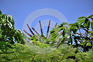 The flowers of the schefflera actinophylla between the leaves of the