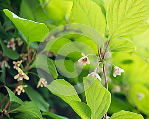 Flowers of schisandra chinensis or five-flavor berry on a branch. Magnolia-vine in garden.. Selective focus