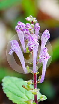 FLowers of Scutellaria indica photo