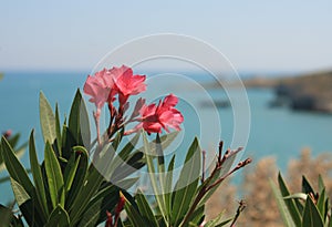 Flowers and sea