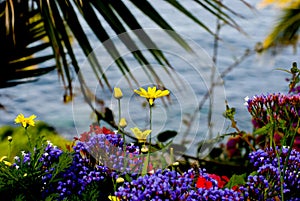 Flowers and sea