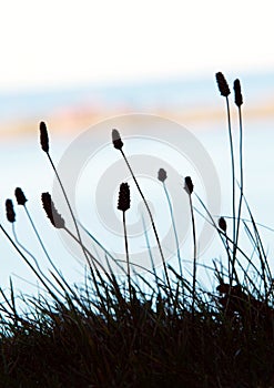 Flowers and sea