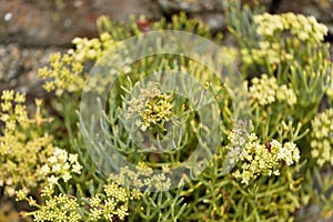 Flowers of Sea fennel Crithmum maritimum