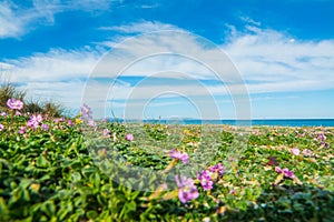 Flowers by the sea in Fiume Santo shore