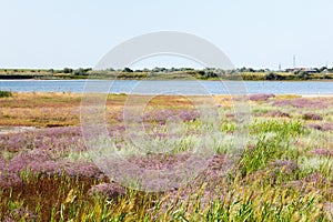 Flowers of sea lavender in a summer meadow, delicate wildflowers . Purple blue flowers of lavender, reeds and other herbs on the