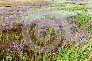 Flowers of sea lavender in a summer meadow, delicate wildflowers . Purple blue flowers of lavender, reeds and other herbs on the