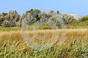 Flowers of sea lavender in a summer meadow, delicate wildflowers . Purple blue flowers of lavender, reeds and other herbs on the