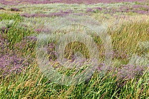 Flowers of sea lavender in a summer meadow, delicate wildflowers . Purple blue flowers of lavender, reeds and other herbs on the