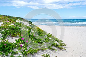 Flowers by the sea in Platamona