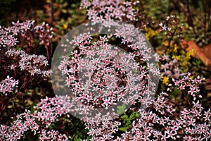 Flowers of Sedum Album in the garden.