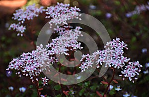 Flowers of Sedum Album in the garden.