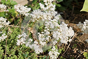 Flowers of Sedum album or White stonecrop. General view of group of flowering plants