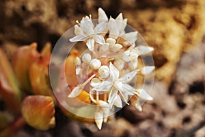 Flowers of sedum -stonecrop plant