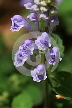Skullcap
