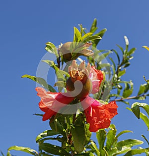 Flowers and seed capsules of a Roseship Bush in Portugal against a deep blue background of sky.