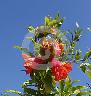 Flowers and seed capsules of a Roseship Bush in Portugal against a deep blue background of sky. photo