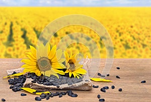 Flowers and seed of sunflower on burlap on wooden table on background blossoming field of sunflowers