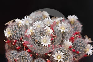 Flowers and seeds of cactus Mammillaria closeup