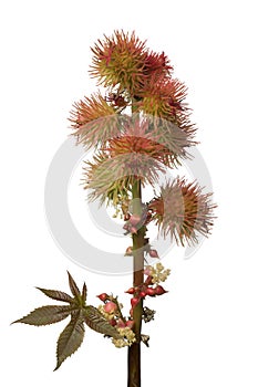 Flowers and seeds on a castor oil plant